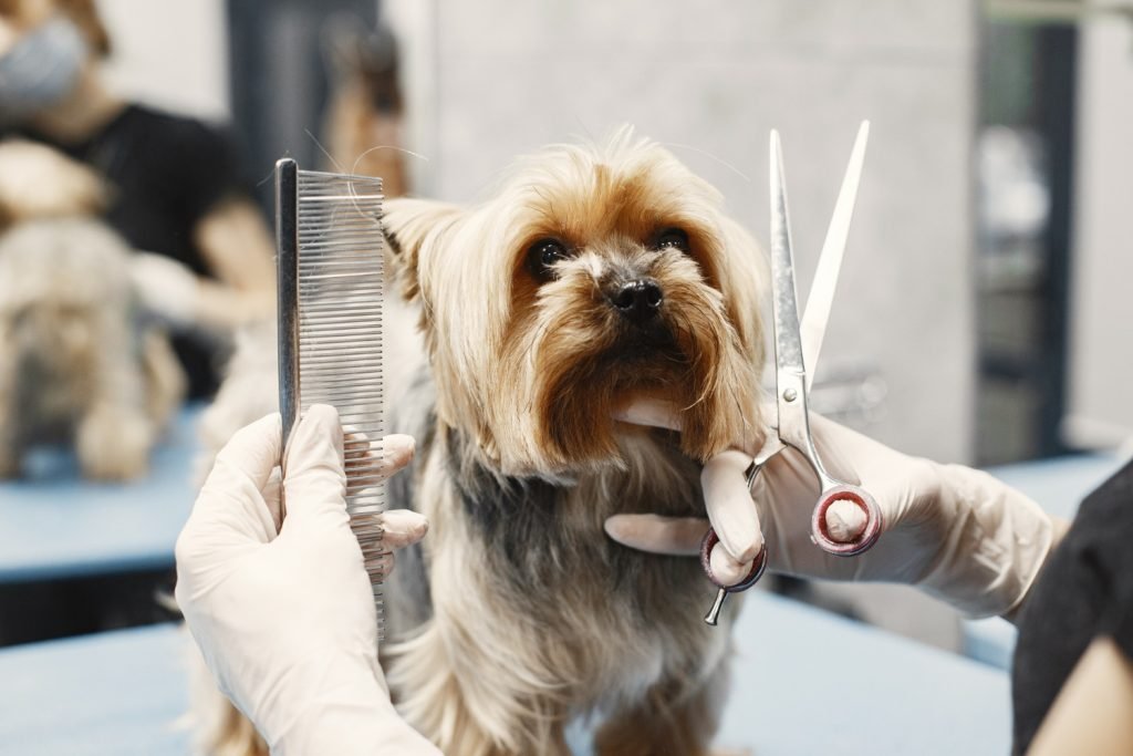 Diploma in Dog Grooming, Dog Walking & Training